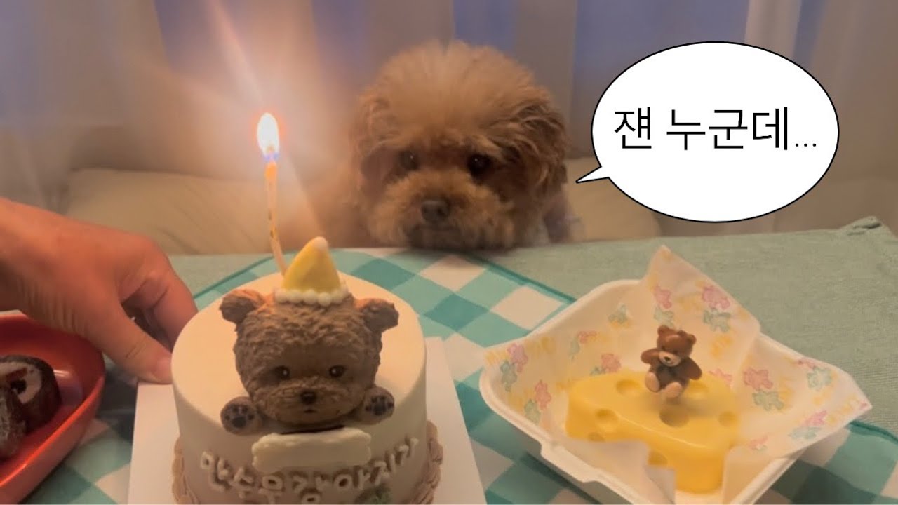 나니의 생일 잔치