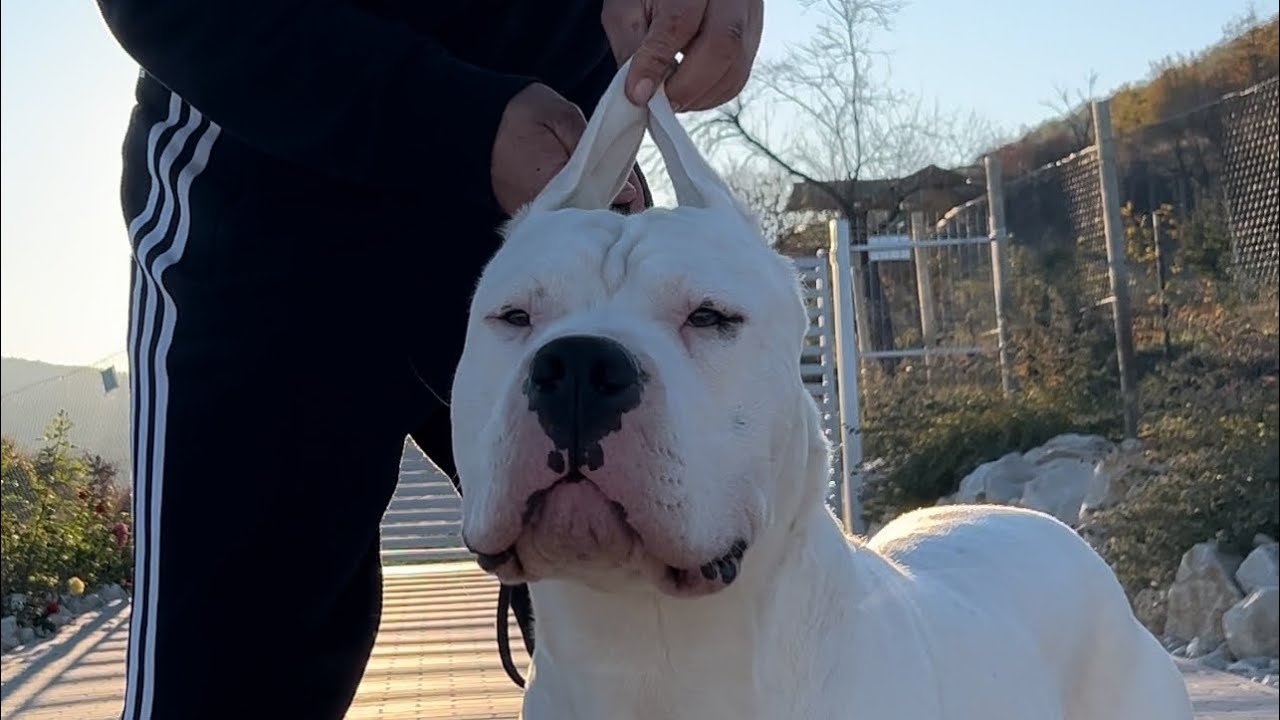 1 to 12 months Dogo Argentino transformation.