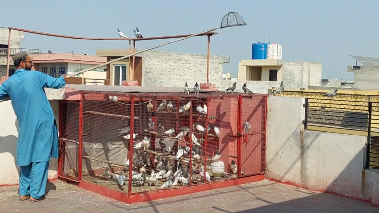 New Paro Pr Parwazi Chay Sy Kabootar Pakra | Hashim Mahmood Pigeons