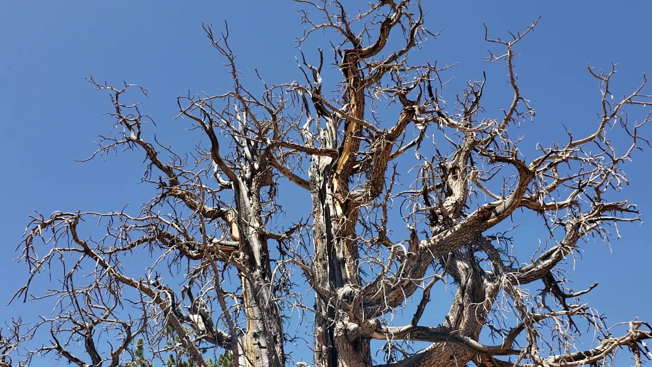 Surreal Forest of Oldest Living Trees