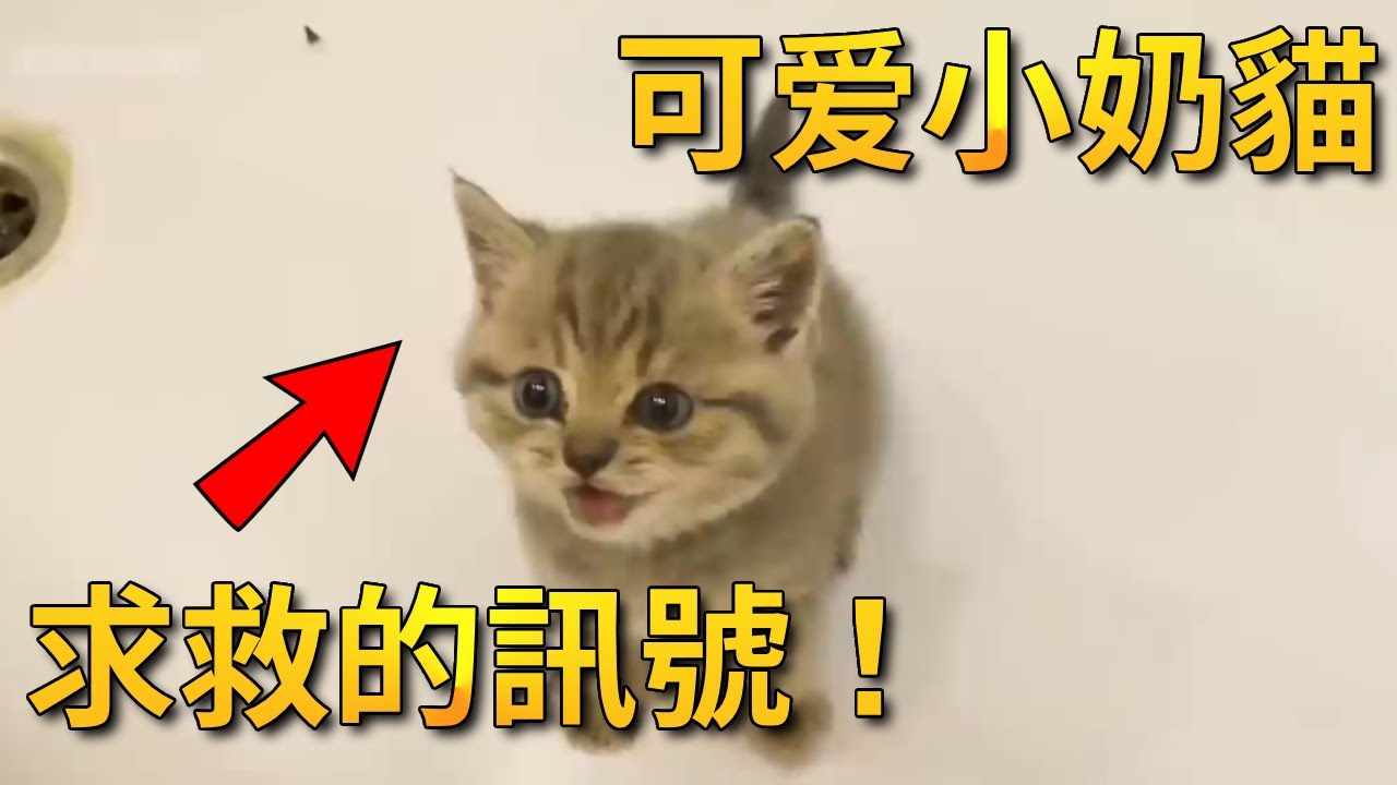 可爱的小奶猫被主人扔进浴缸，不断发出求救的信号，原来主人是想让它记住这里很危险【小奶狗观影】