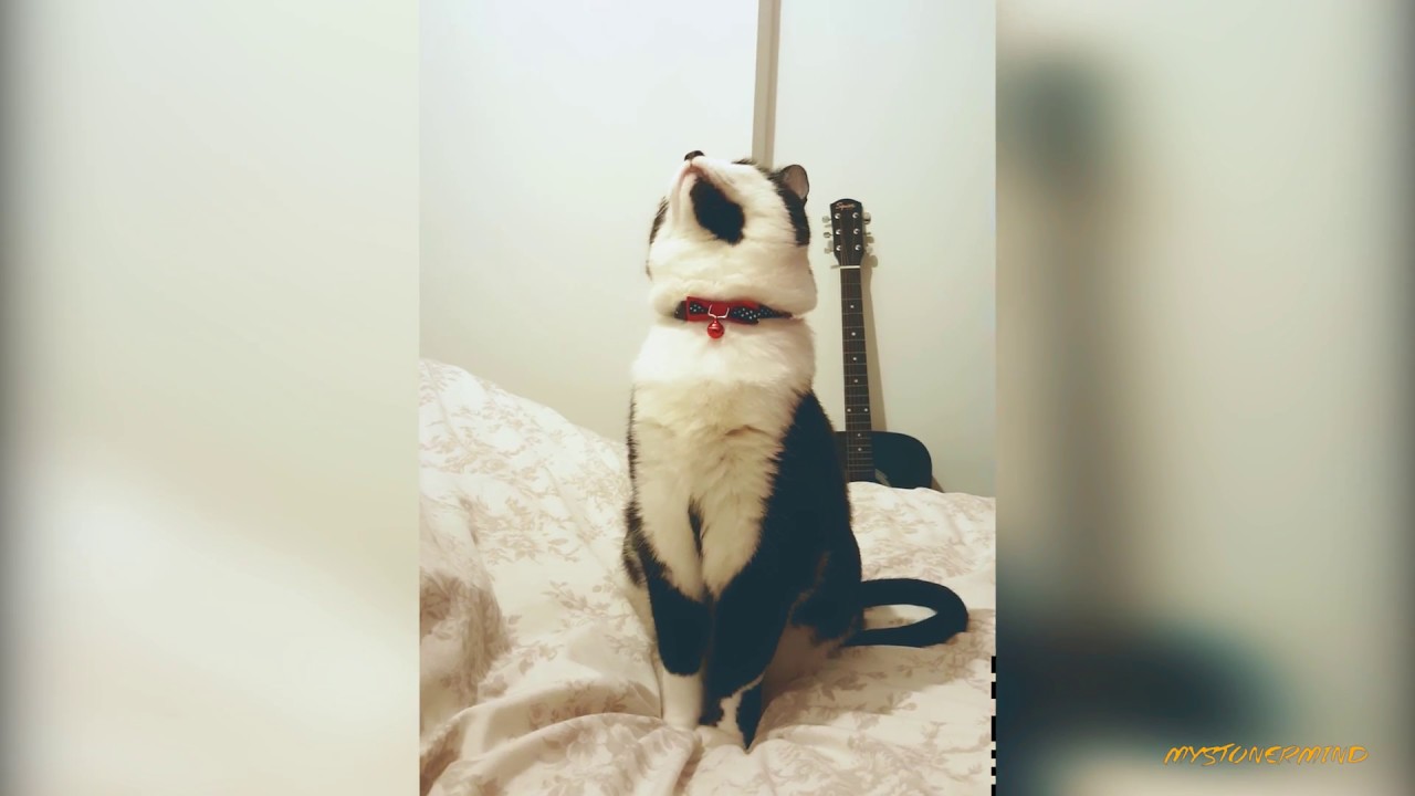 My Cat Sees Ghosts
