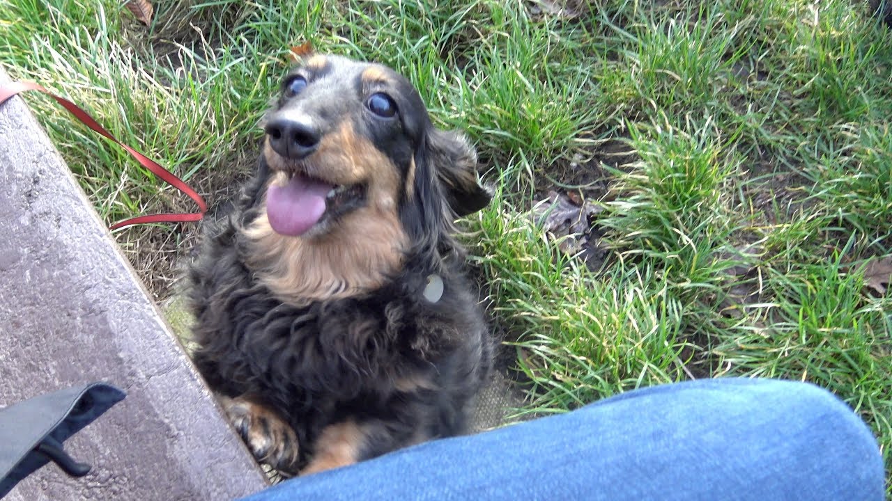Join Me For A Chat & A Walk With The Dogs