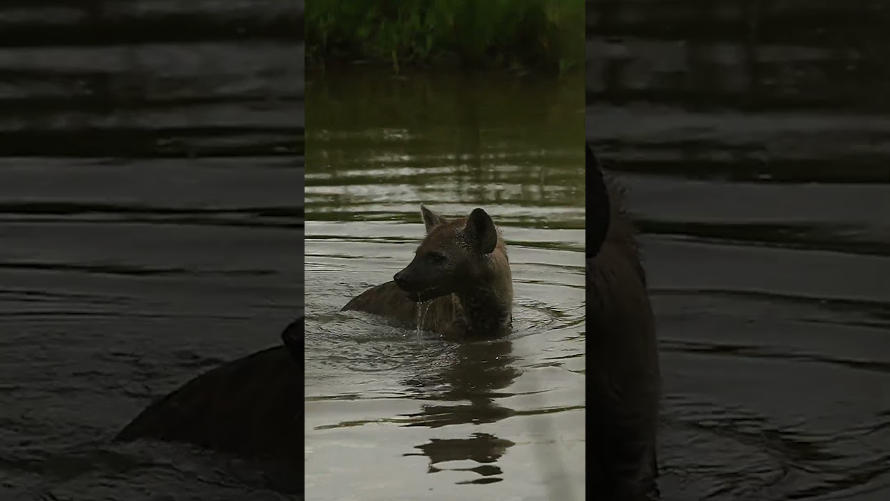 Swimming Hyena | andBeyond Phinda | WILDwatch
