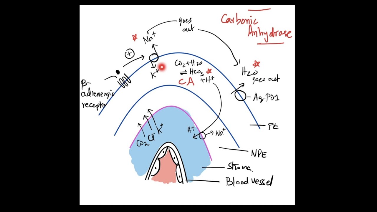 The Angle of Anterior Chamber - Part 2: Physiology (Aqueous Humour Dynamics) + Biochemistry