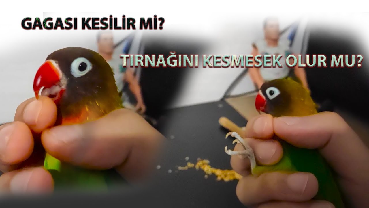 Sultan / Sevda / Cennet Papağanı Tırnak ve Gaga Bakımı