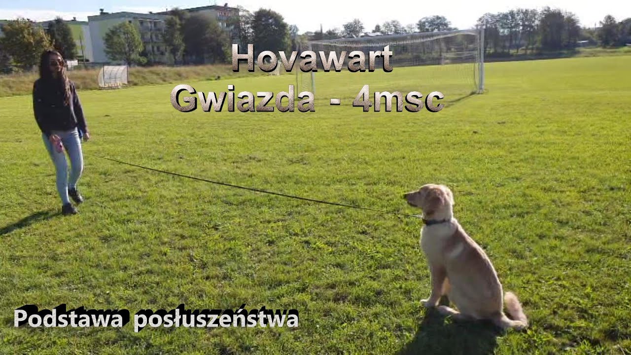 Hovawart ,,Psie przedszkole w szkole dla ps&oacute;w citydog