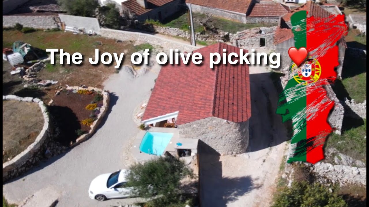 Olive harvest in central Portugal