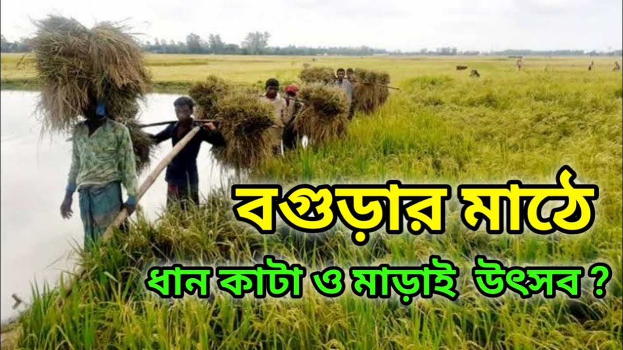 বগুড়ার মাঠে ধান কাটার উৎসব চলছে ? Bogura new video 2023