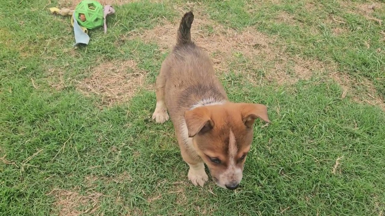 Video of adoptable pet named JFK Jr