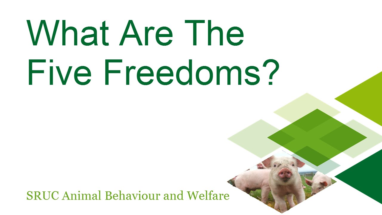 Higher Biology - What Are The Five Freedoms?
