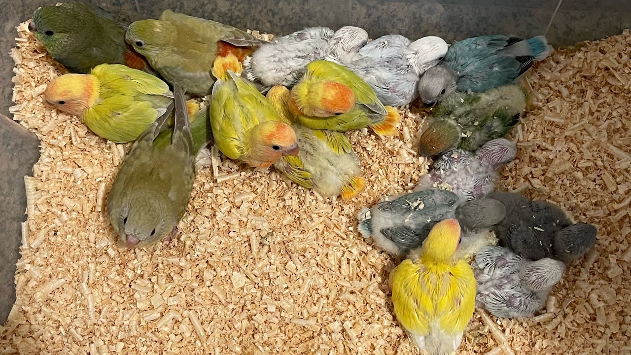أرخص حضانه لفروخ ببغاء الروز
