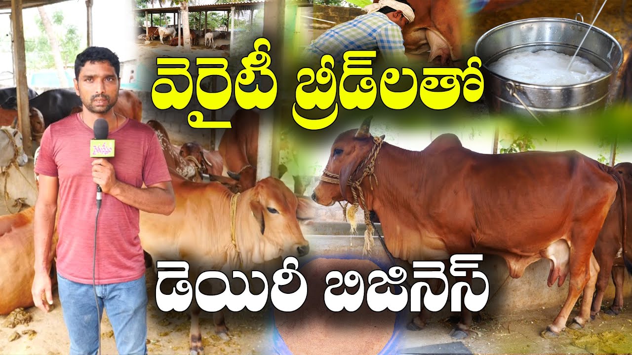 పౌర్ణమి రోజు నెయ్యి కాస్తాం - 10 ఏళ్లు నిల్వ ఉంటుంది | Successful Dairy Farming | Somasekhar