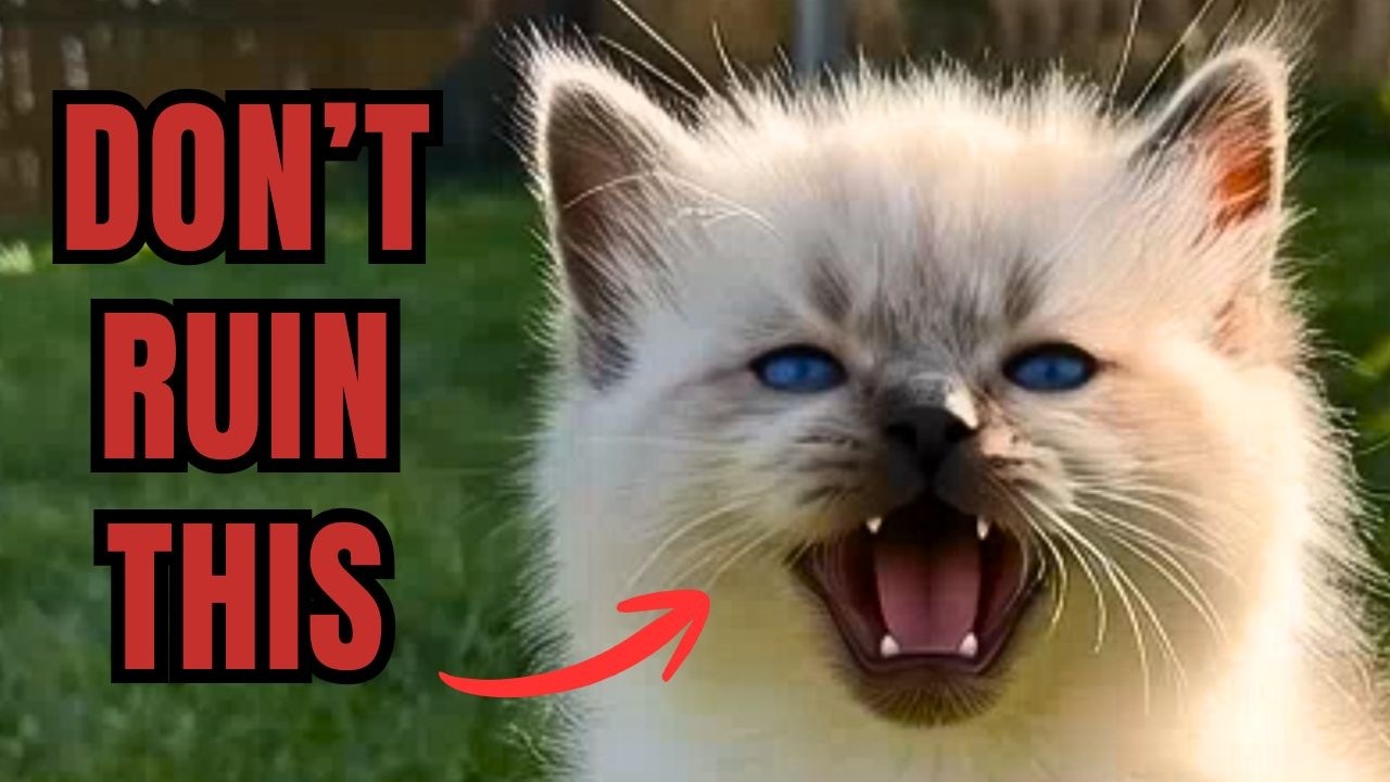 10 Common MISTAKES New Ragdoll Cat Owners Make (Avoid These!)