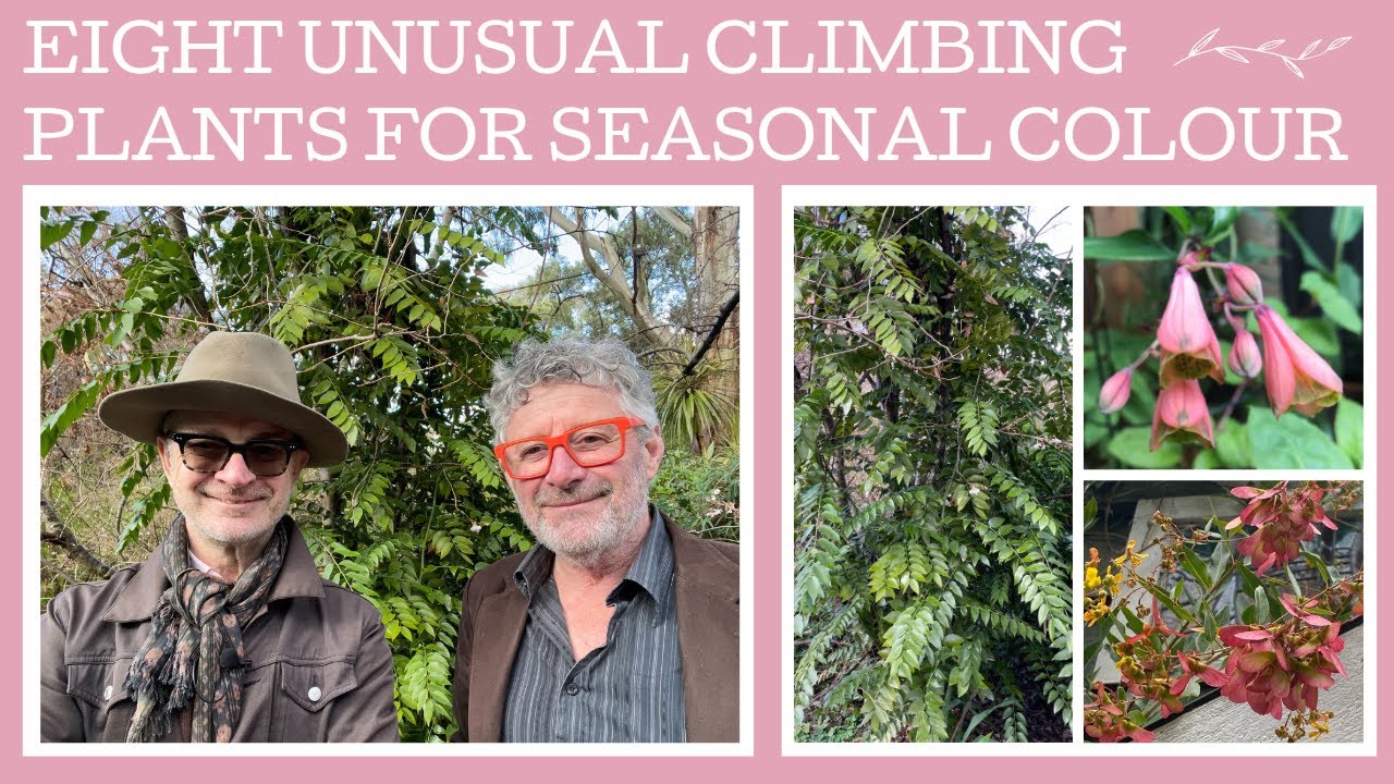 Eight unusual climbing plants used in different ways for successional colour!