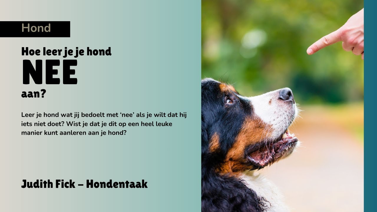 Hond 'nee' aanleren