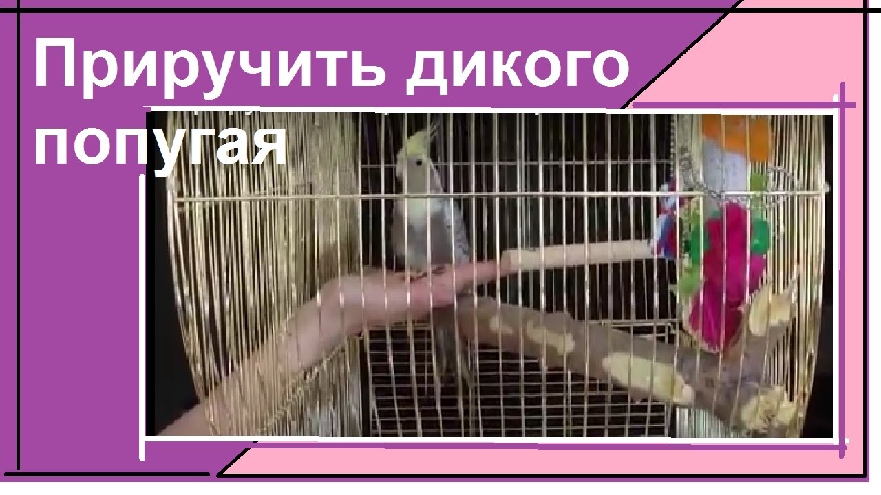 Приручение дикого попугая кореллы из зоомагазина. День 4-й. Даем корм с руки.