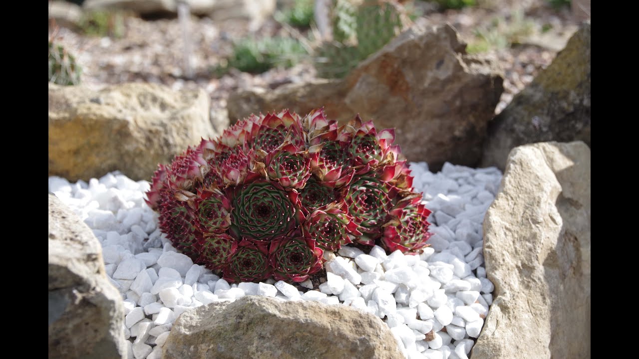 Comment planter des joubarbes (Sempervivum)