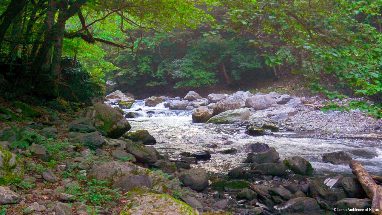 Relaxing Music of Nature Sound River Ambience to Calm the Mind and Reduce Stress