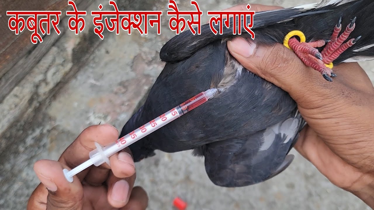 कबूतर के इंजेक्शन कैसे लगाएं। Kabutar ke injection kese lgaye. Pigeon treatment.