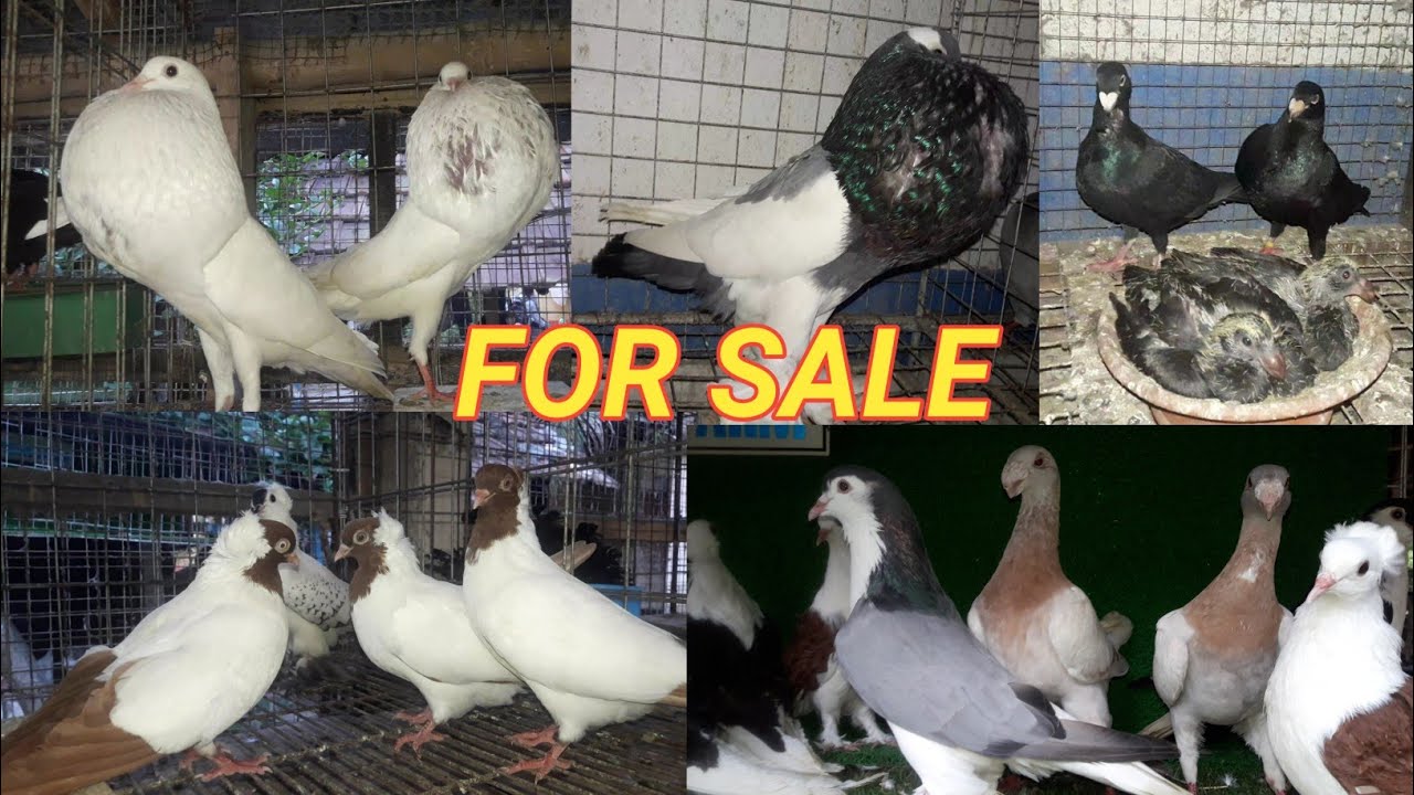 ALL Fancy Kabutar Sale in kolkata || Kolkata Top Pigeon Farm || Kabutar Lover