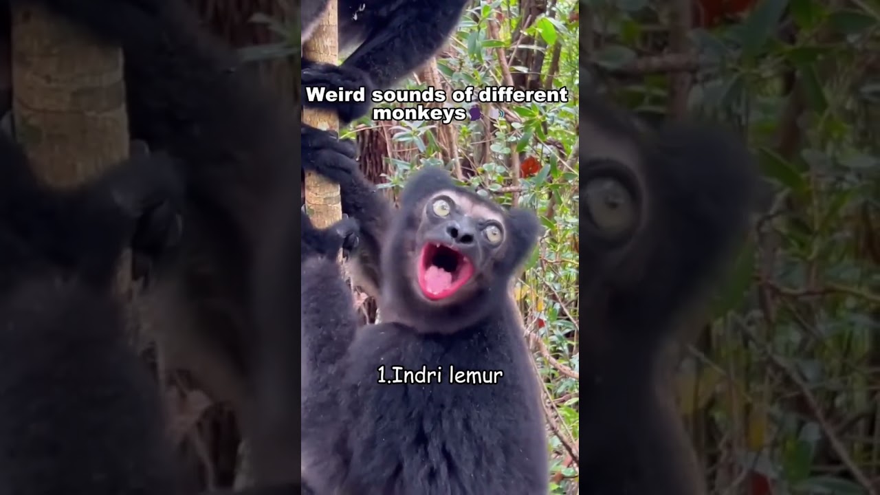 sound monkey#shorts#shortvideo#animals
