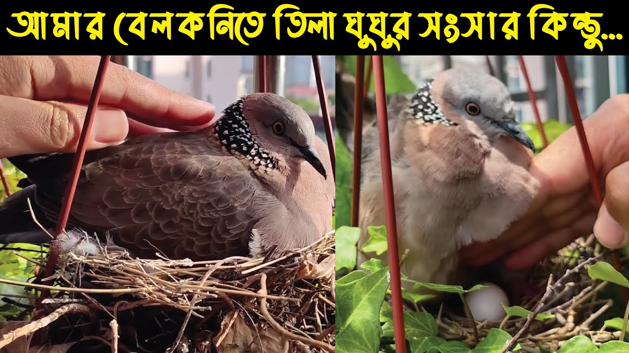 Life Cycle Of Spotted Dove Bird | Doyel Agro