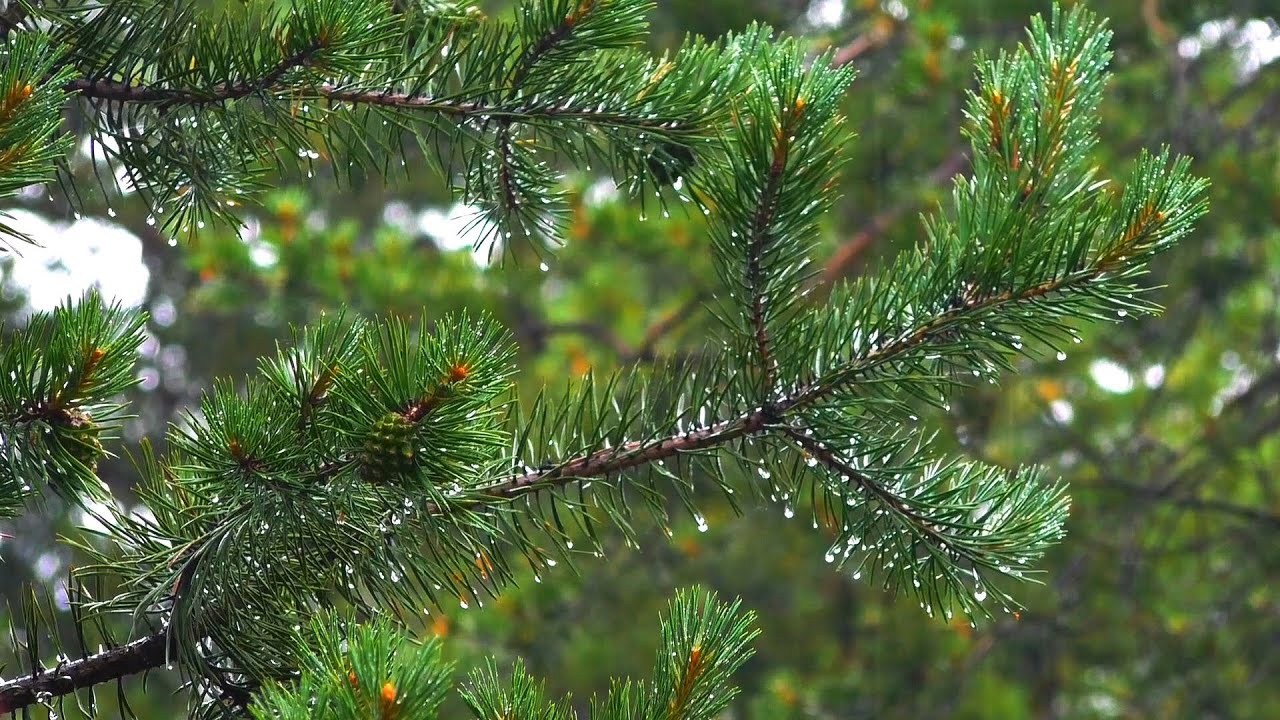 موسیقی آرامش دهنده پیانو همراه با صدای باران🌲ریلکسیشن، آهنگ آرام، مدیتیشن