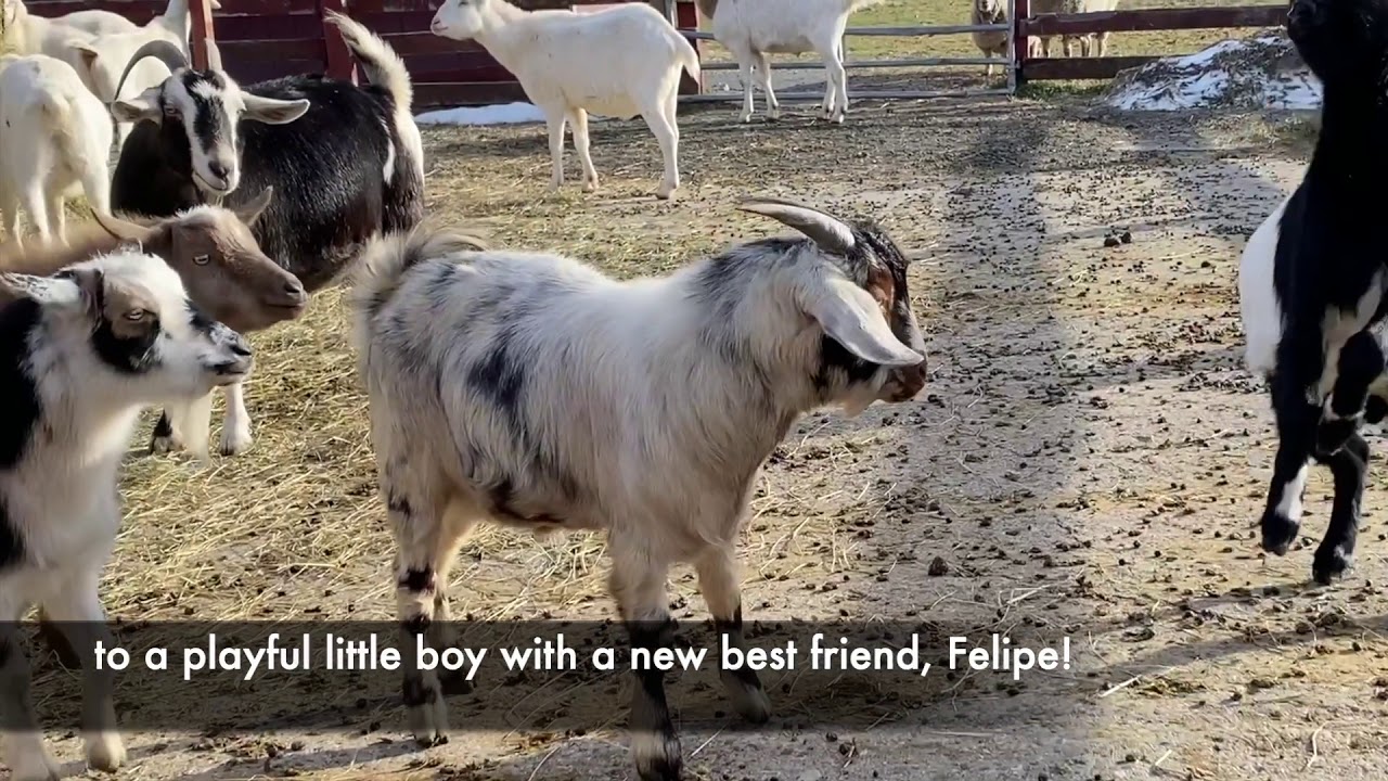 Gunars meets the goat family!