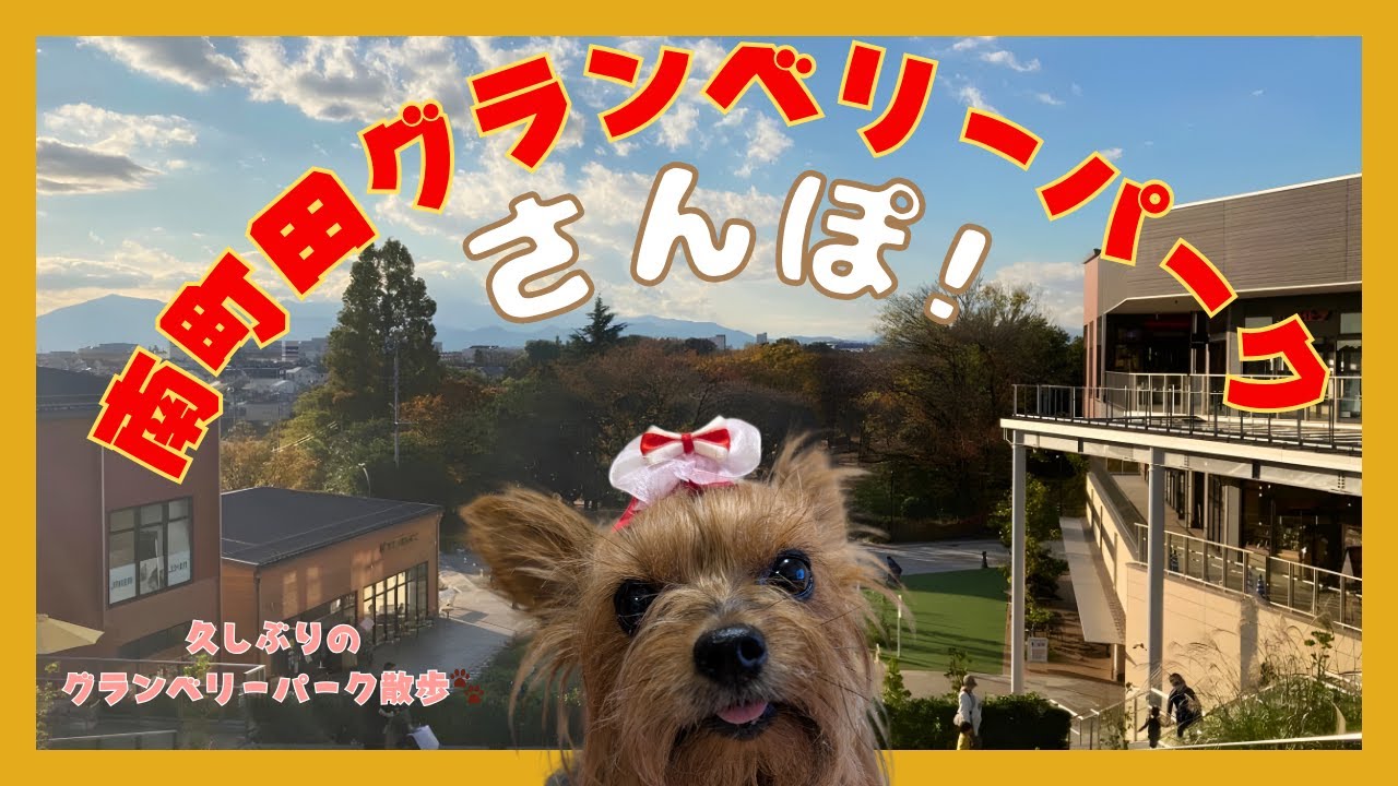 【南町田グランベリーパーク散歩】小さなヨーキーLan、たくさんのお友達＆ブタさんにも出会えたよ🐶💕｜東京の人気お散歩スポット