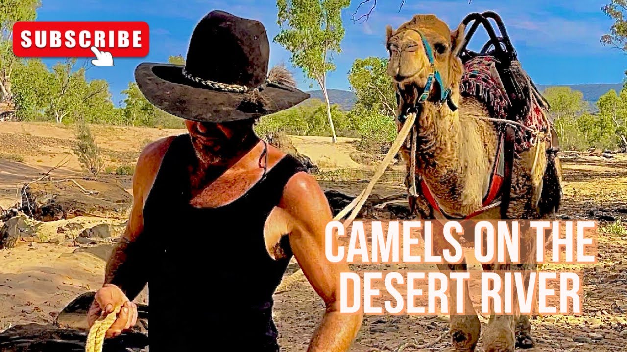 Camels on the desert river Central Australia