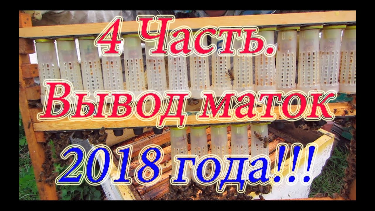 4 Часть ВЫВОД МАТОК 2018 г  ОДЕВАЕМ ЗАЩИТНЫЕ КОЛПАЧКИ НА МАТОЧНИКИ, ВЫХОД И МЕЧЕНИЕ МАТОК🔥🔥