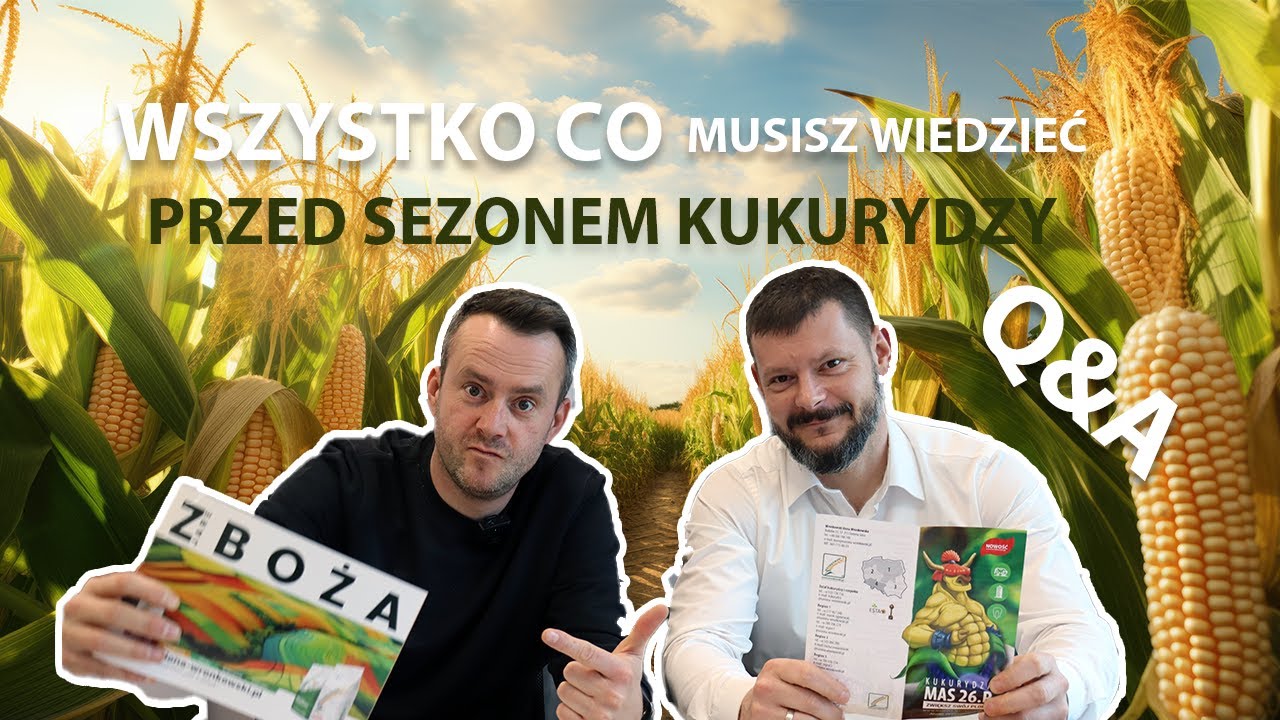 Jaką odmianę kukurydzy wybrać w 2025 roku? | Kukurydziane Q&A