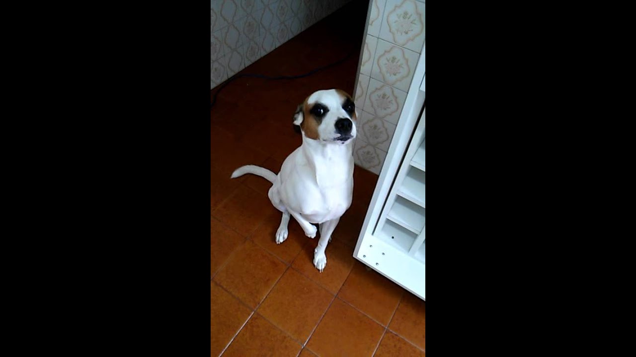 Engraçado - cachorro rouba comida e leva bronca