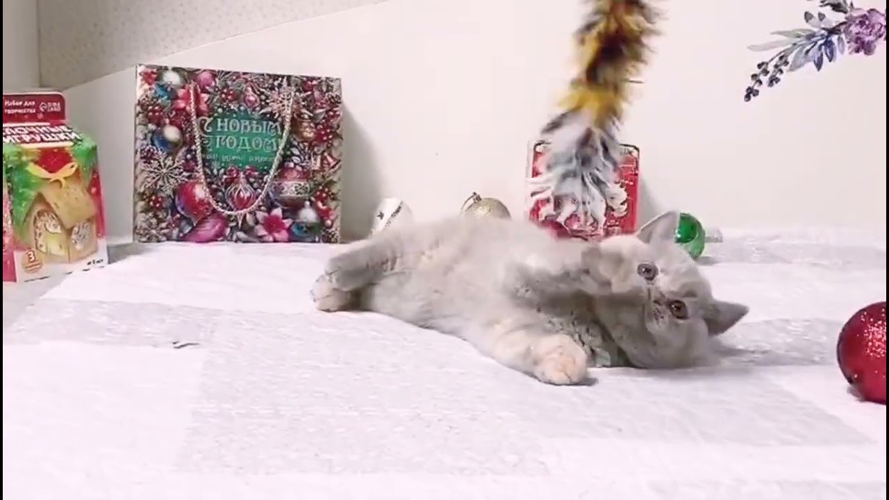 Кошечка Ginny (Джинни)! Британский короткошерстный котенок . Окрас: лиловый черепаховый (BRI j).