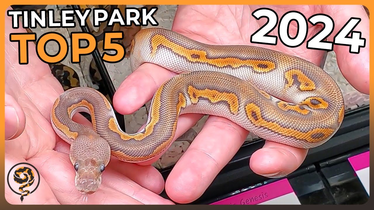 These are the TOP 5 Ball Pythons at NARBC Tinley Park October 2024!