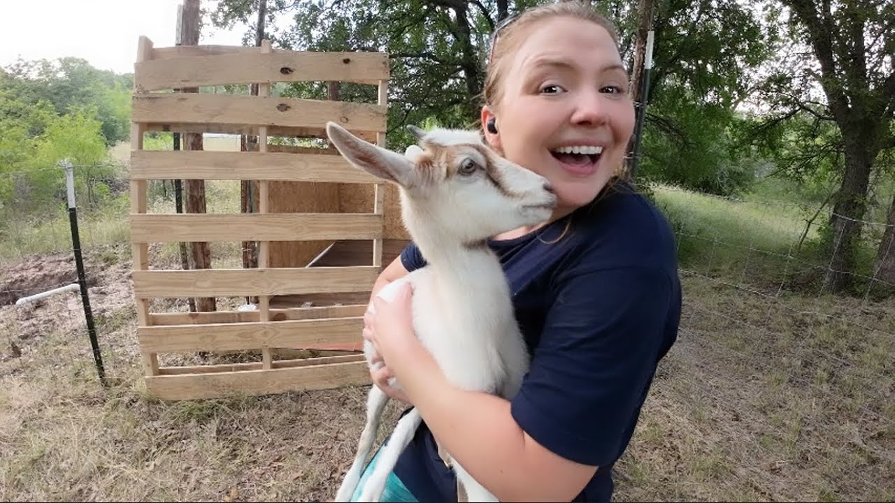 How I Built a Goat Shelter Out of Wooden Pallets and T-Posts