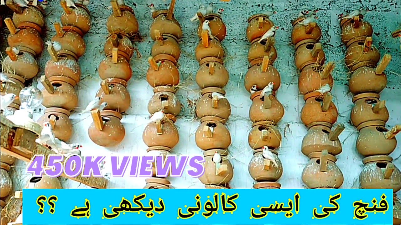 finches house | amazing zebra finch breeding colony setup visit of Mushtaq khattak