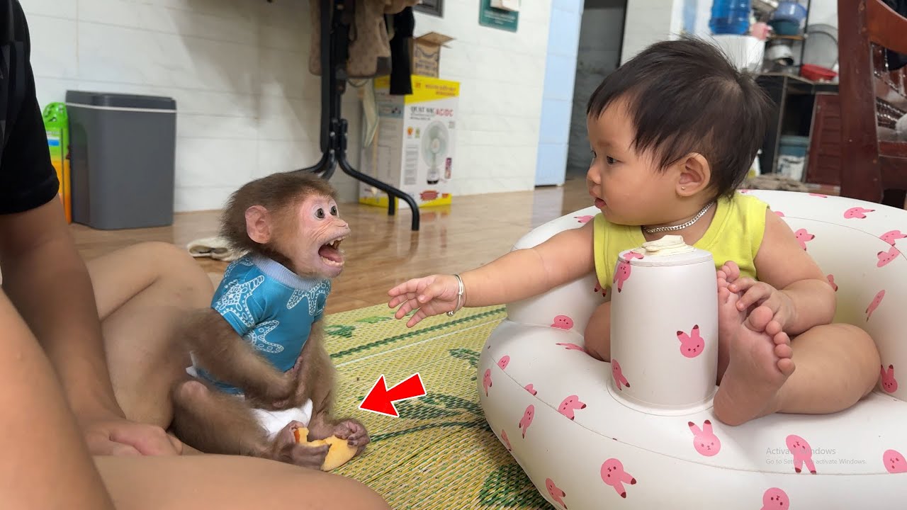 Monkey David steals baby's fruit and threatens
