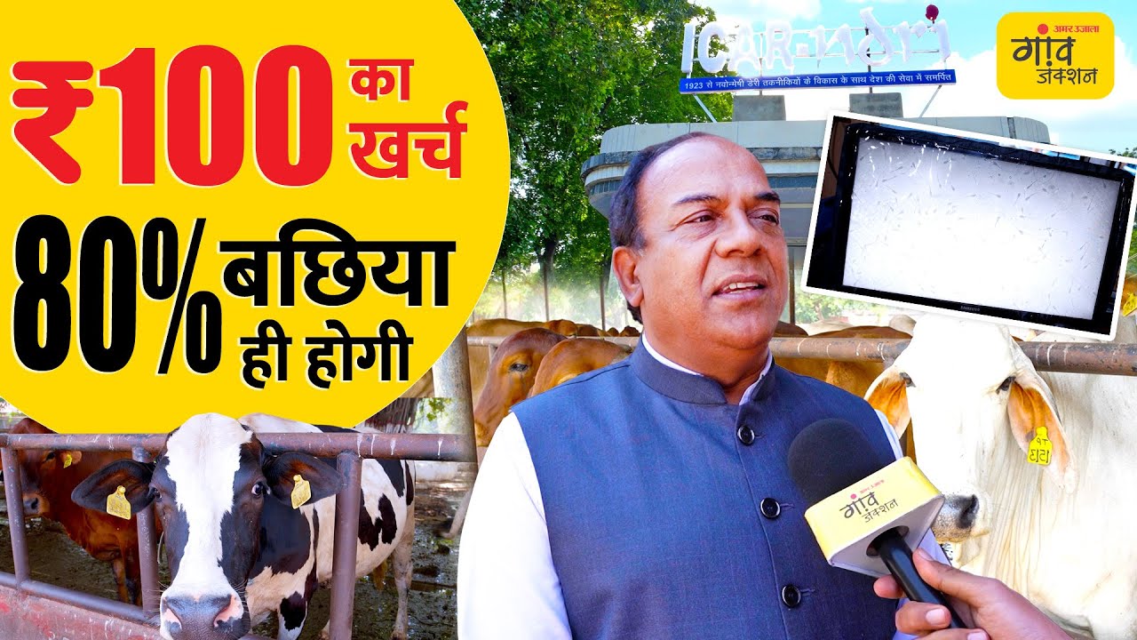 सिर्फ 100 रुपये में बछिया पाने की गारंटी! | Gaon Junction LIVE