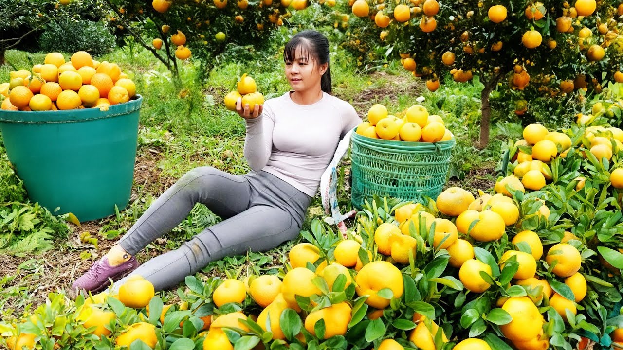 Harvesting ORANGE Garden Go To Market Sell | Phuong Daily Harvesting