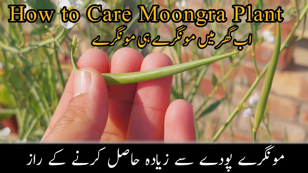 How to care Moongra Plant | mongray plant ki dekh bhaal | mongray hi mongray #mongraplant