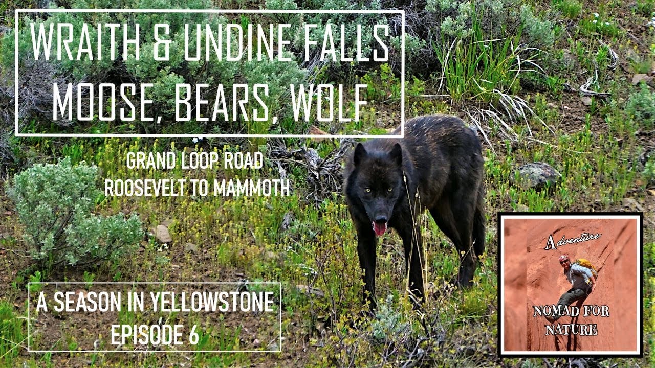🫎 A Wildlife Day on Blacktail Plateau – Moose, Bears, and a Wolf Sighting