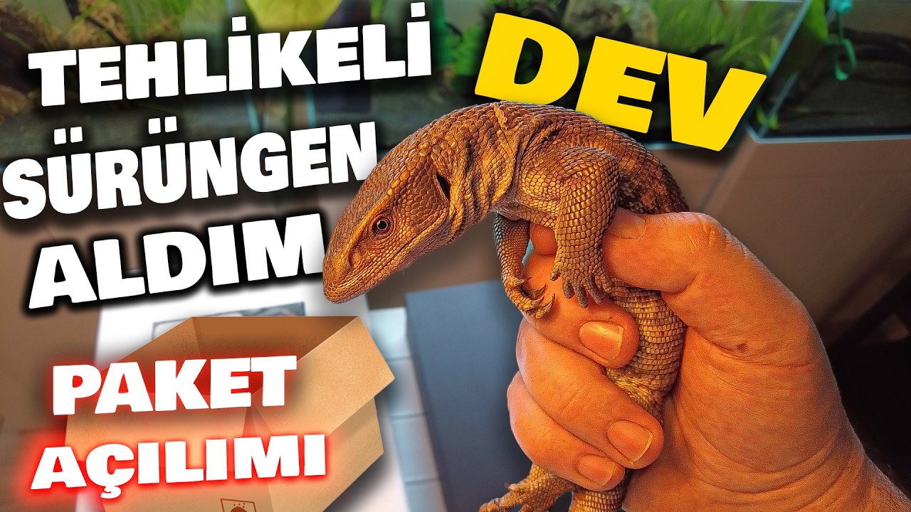 DEVASA SÜRÜNGEN ALDIM! TEHLİKELİ KUTU AÇILIMI! TR'DE İLK VE SON (savannah monitör)