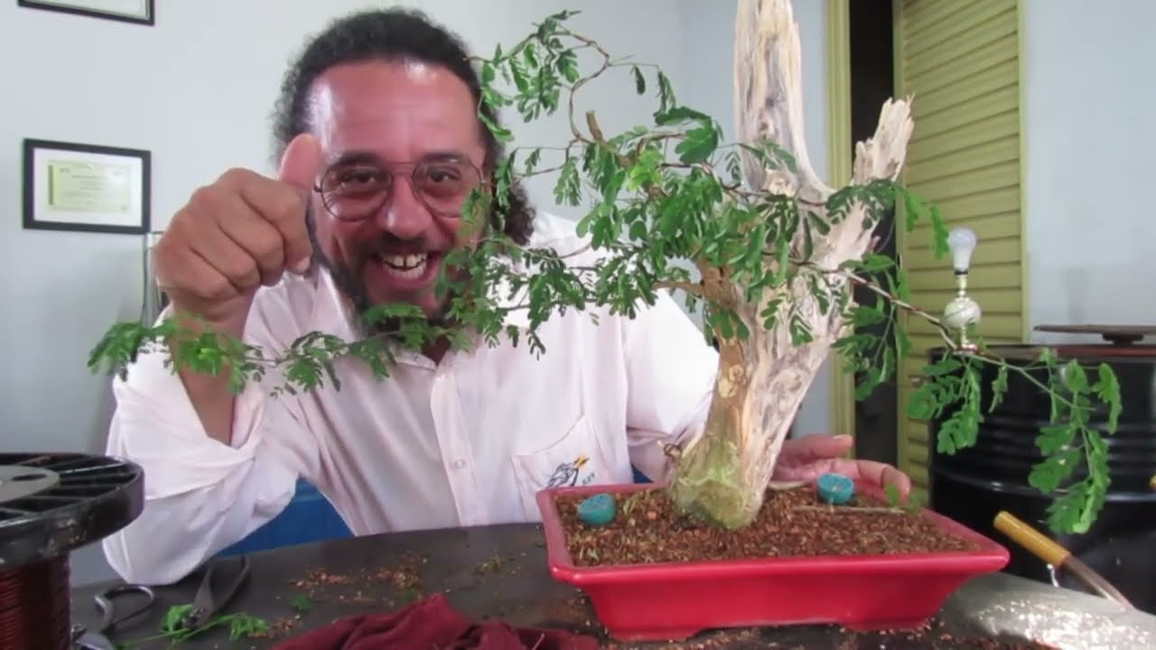 QUASE MOREU PARA SE TORNAR UM BELÍSSIMO BONSAI // PITECO OU CHLOROLEUCON TORTUM