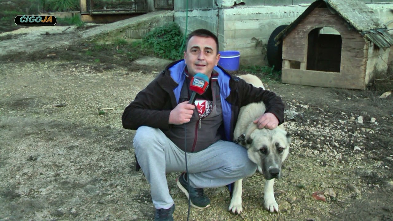- Soko težak 81 kg, Milorad Kozomara Biftek priča o svojoj vrsti Azijati Šipovo 2021