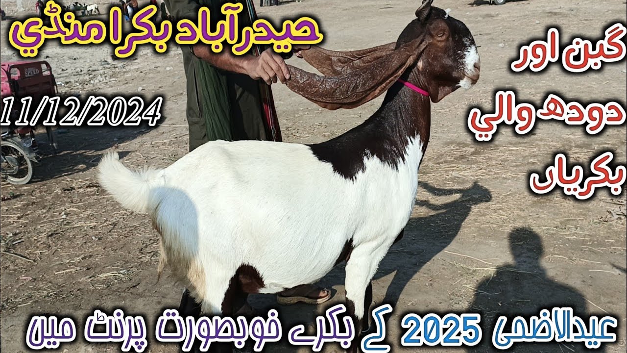 Hyderabad bakra Mandi | Latest update today | patari goat | Eid ul adha 2025 | date 11/12/2024