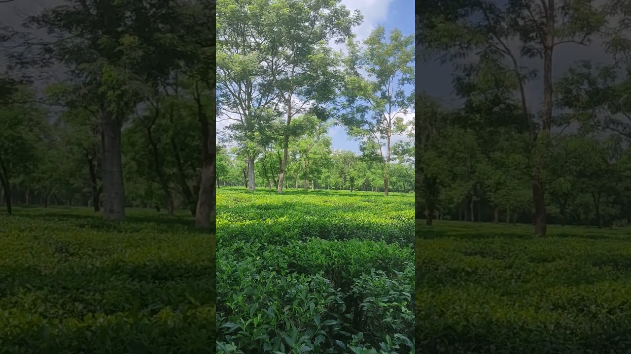 Beautiful tea garden of Assam #tea #teagarden #leaves #assam #northeastindia #nature