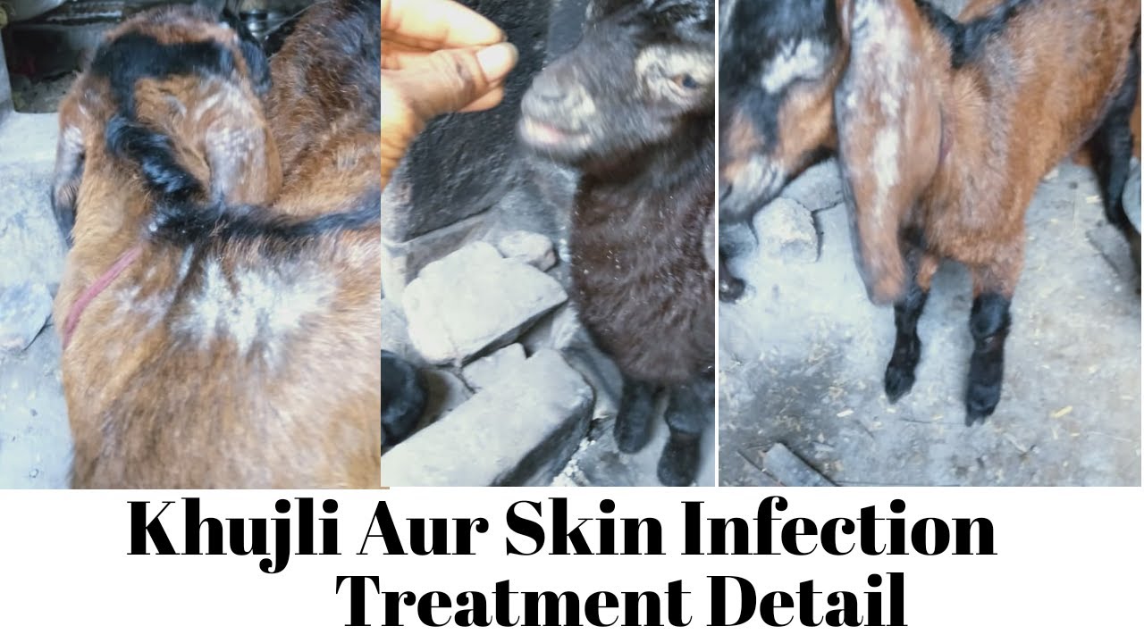 Khujli Aur Skin Infection Treatment In Detail..Jane Khujli Janwar Ko Kyun Hoti Hai Aur Uska Ilaaj.