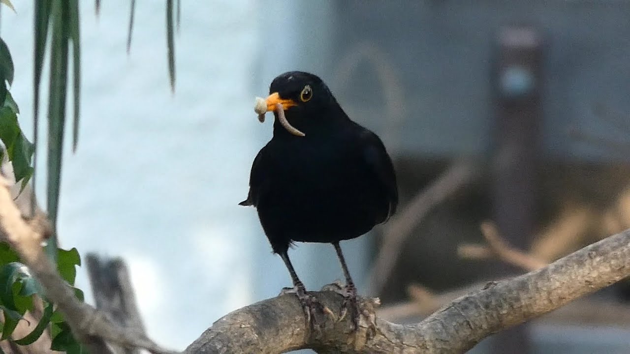 Blackbird singing - Melro-Preto / Merula cantando - שחרור שר